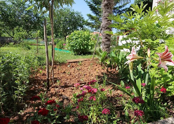 Mihajic M * קלימנו